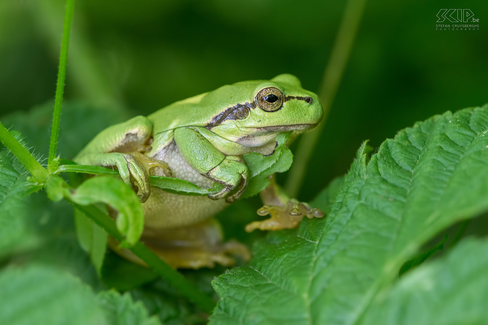 Tree frogs In some small nature reserves in Belgian Limburg and Dutch Limburg you can find tree frogs (Hyla arborea). These tiny frogs are only 2 to 4 cm in length. They are green and have a brown lateral stripe from the eyes to the groin. Females have white throats, while males have golden brown throats. They mostly can be found on brambles near small streams or ponds. Stefan Cruysberghs